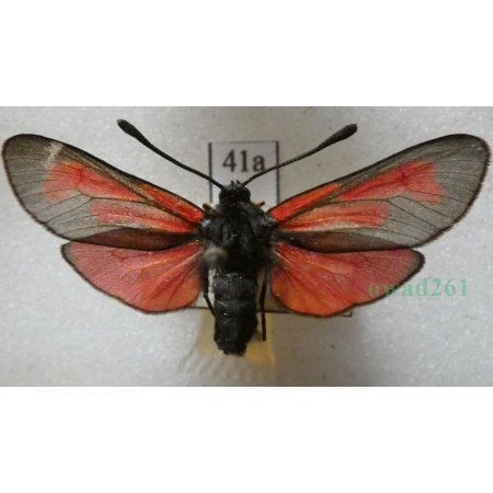Zygaena purpuralis (Brünnich, 1763) Kraśnik purpuraczek Czech41a